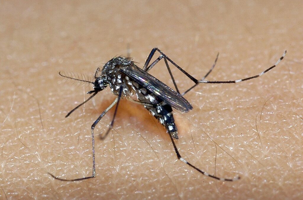 Tocantins tem sete mortes por dengue em 2024 e período chuvoso requer atenção com focos de água parada