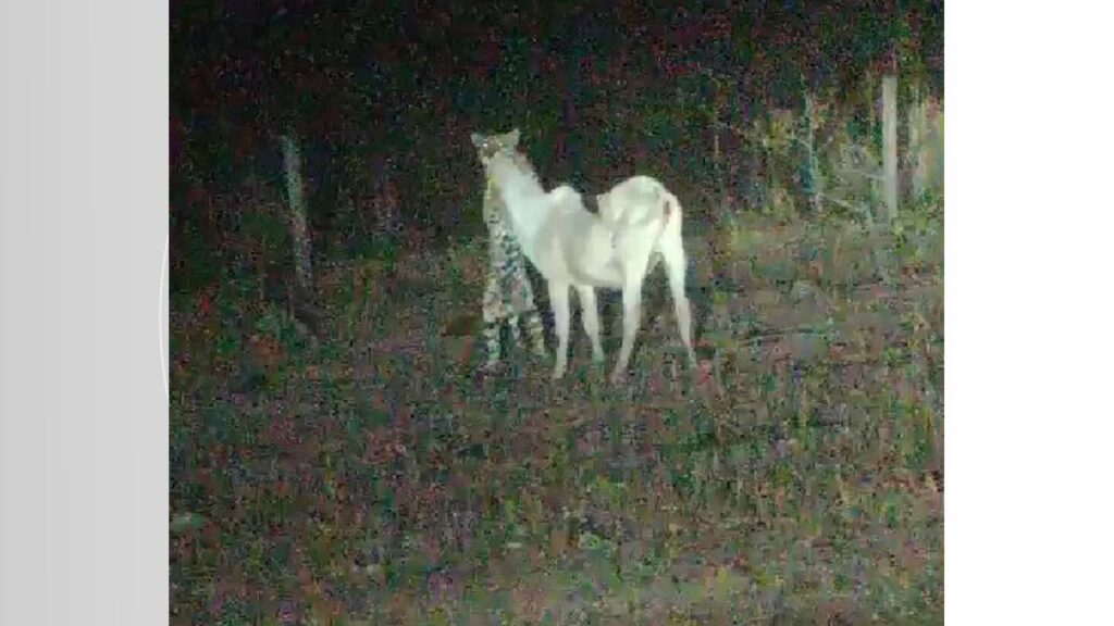 VÍDEO: Onça é flagrada durante ataque a bezerro em pasto de fazenda no sul do Tocantins