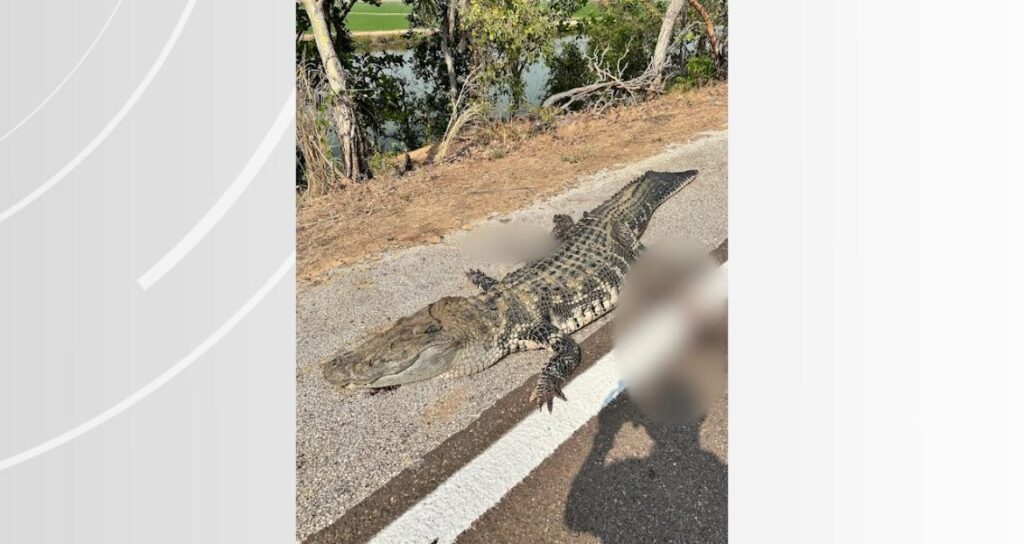 Jacaré-açu de mais de 2 metros morre atropelado na BR-242; vídeo