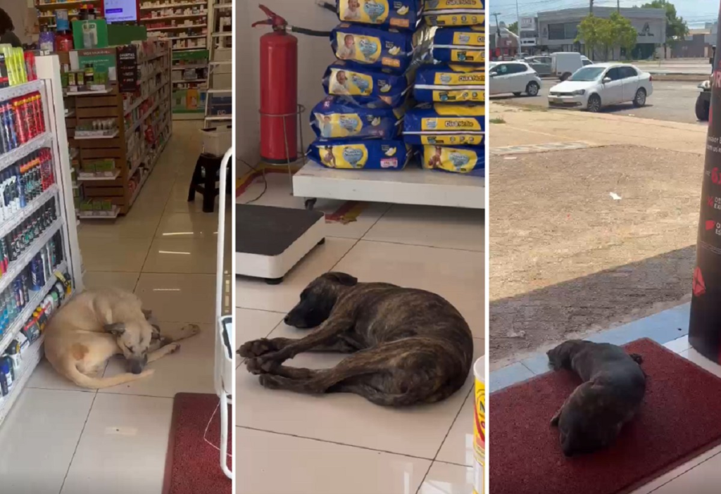 Cães aproveitam ar-condicionado de farmácias para aliviar o calor em Palmas; VÍDEO