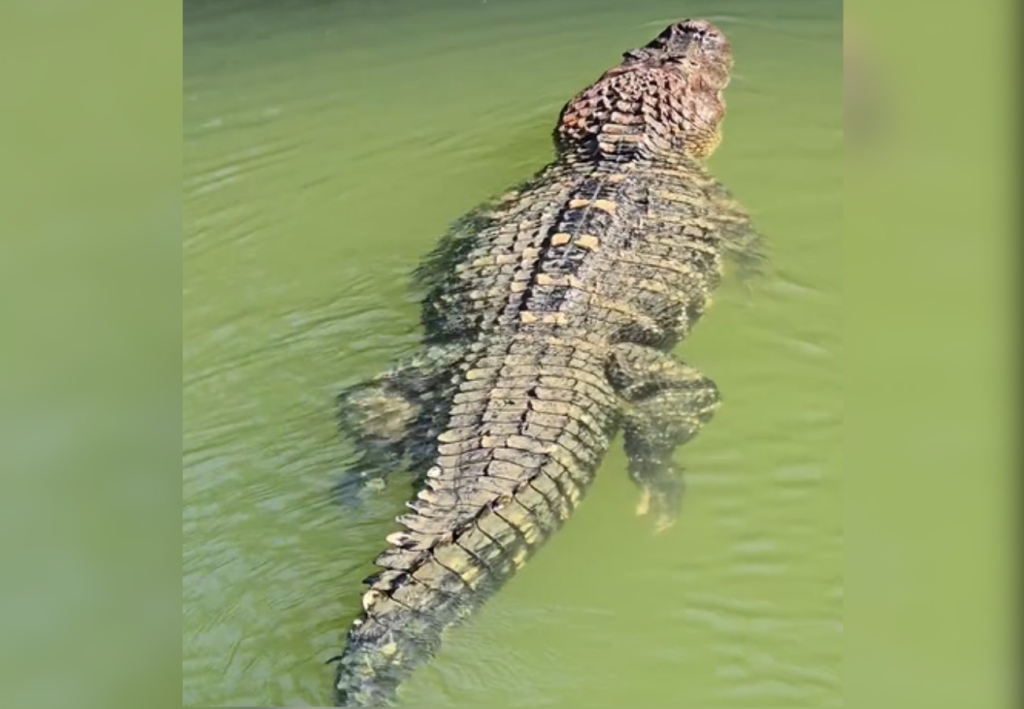 Grande e forte: jacaré gigante registrado em ilha no TO é considerado o maior da América do Sul