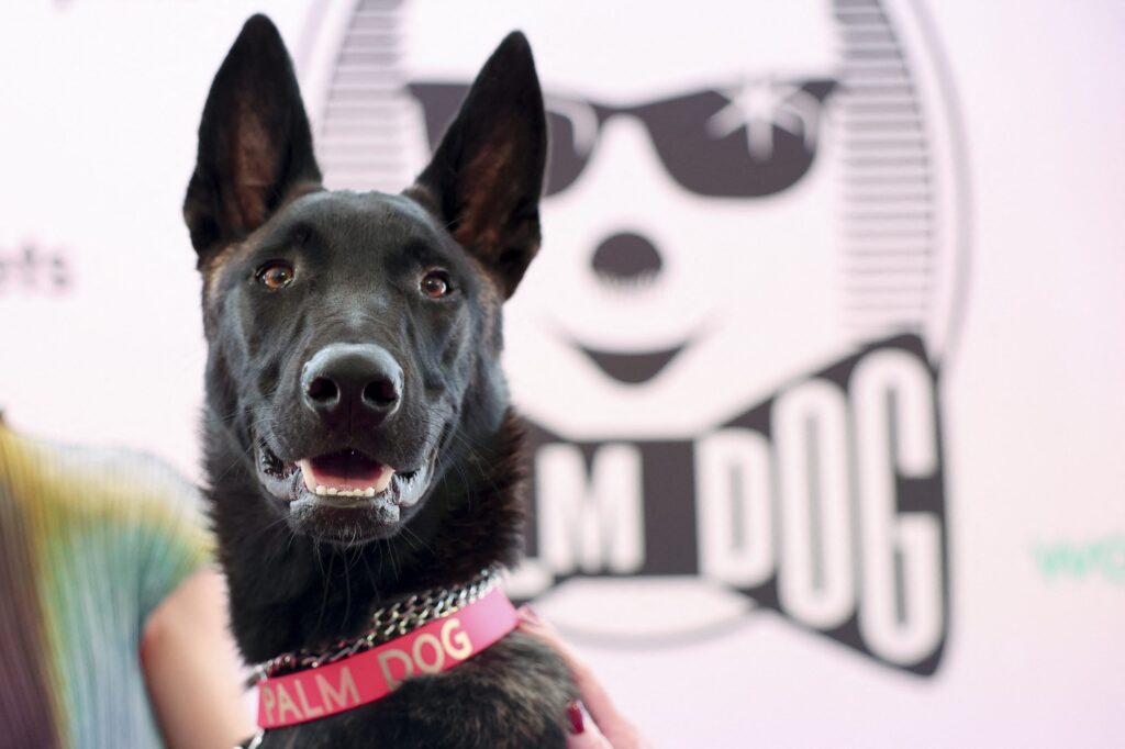De cadela abandonada a estrela de Cannes: cachorrinha chilena Yuri ganha Palma Canina