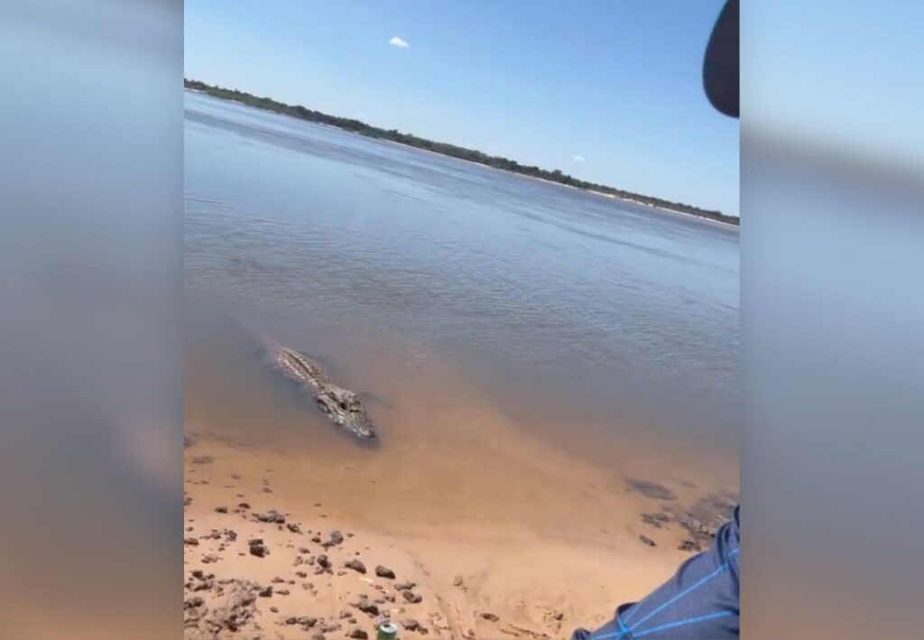 Pescador oferece peixe e interage com jacaré gigante TO: ‘Joãozinho, vem cá’