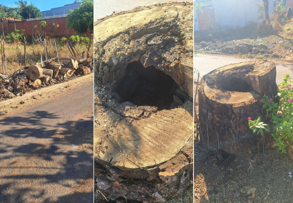 Pé de cajá preservado no meio de avenida no TO morre após ser consumido por cupim; veja imagens