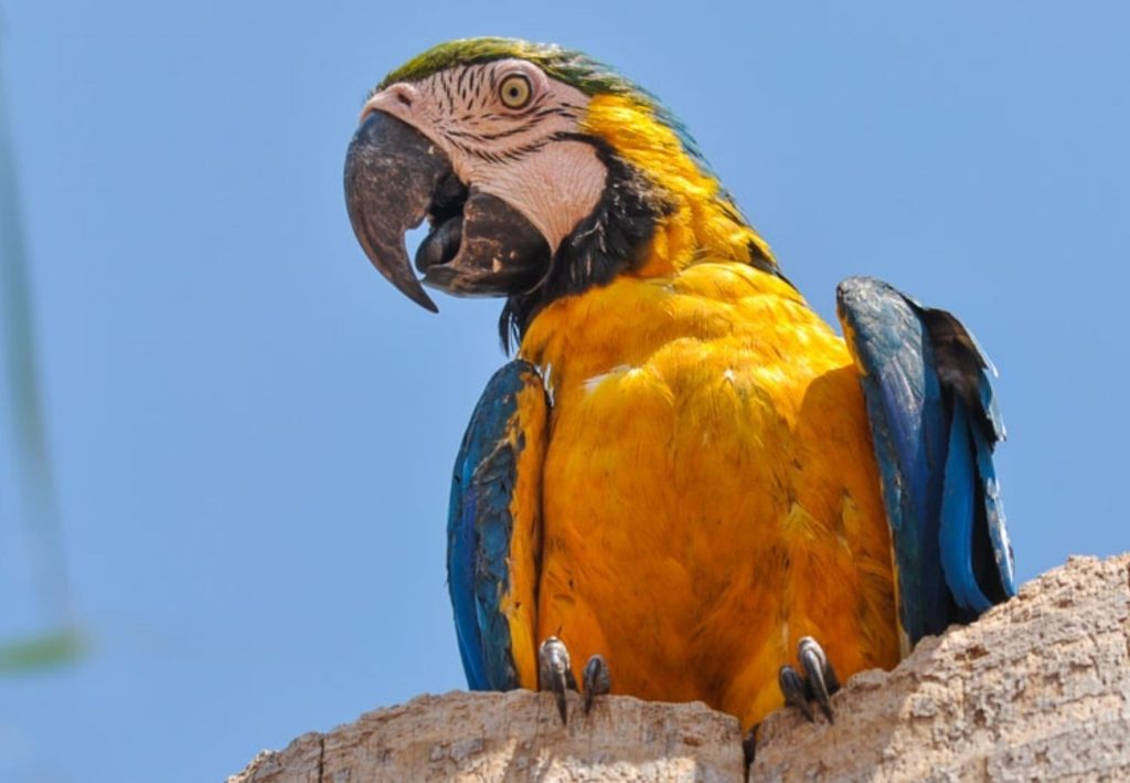 Onde o amarelo, azul e branco se encontram: Tocantins é o estado das araras-canindé